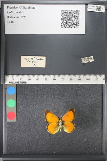 Media type: image;   Entomology 124612
